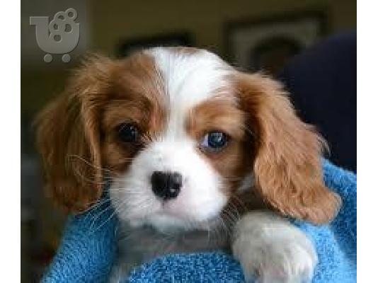 PoulaTo: king charles cavalier